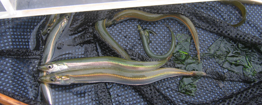 Pacific Sand Lance in a net