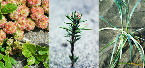 (left to right) Beach-carrot, Black knotweed, Dune wildrye