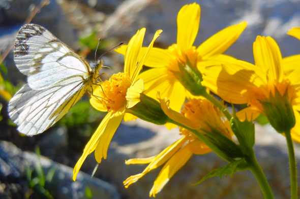 butterfly landing on arnica wildflower