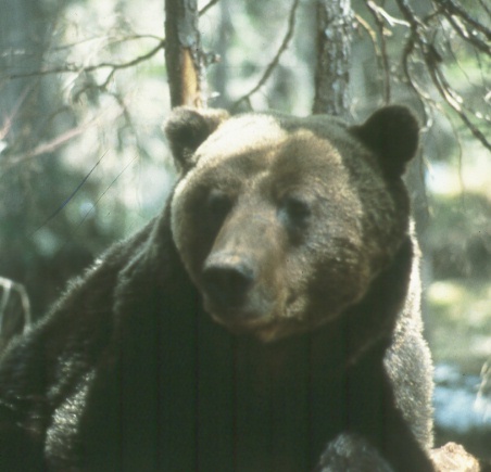 The face of a grizzly bear