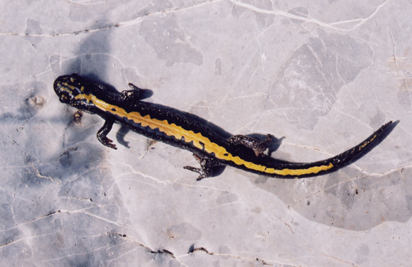 Long-toed salamander 