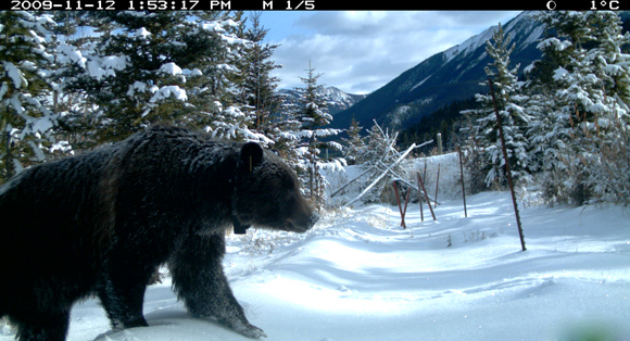Remote camera captures a grizzly bear using one of several crossing structures in Banff National Park