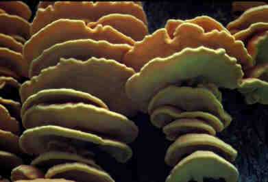 Sulphur polypore shelf fungus