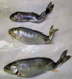 Three young fish with crooked tails and bulging eyes.