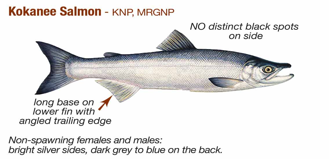 Kokanee Salmon - not spawning