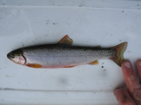 A cutthroat trout