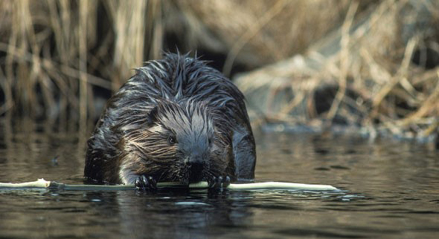 beaver in the water gnawing on a stick