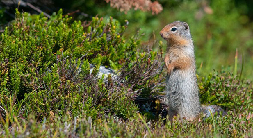 columbian ground squirrel sitting upright
