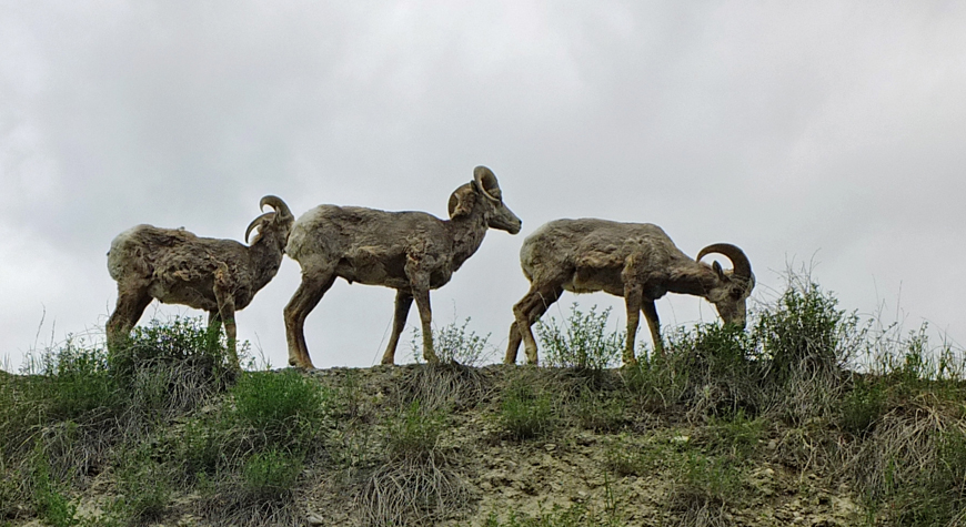 three bighorn rams grazing
