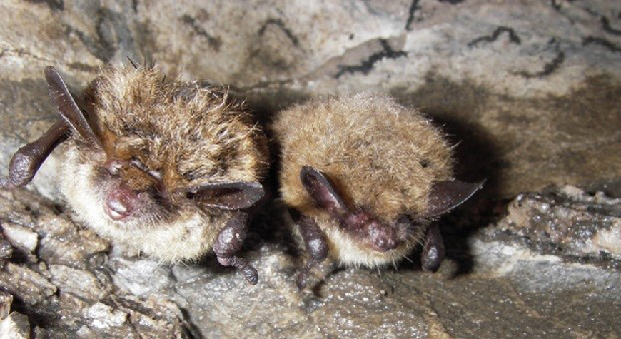 two little brown bats huddled together