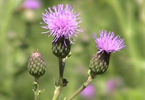Canada Thistle © Parks Canada