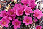 Purple saxifrage flowers in full bloom on arctic tundra.