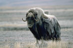 A muskox stands alone on the arctic tundra.