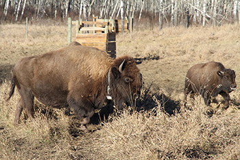 Bison