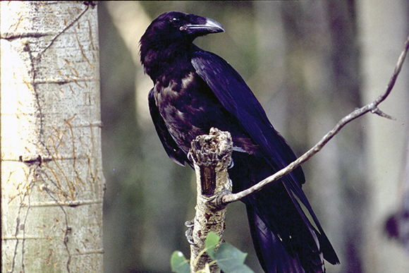 Grand corbeau - Raven