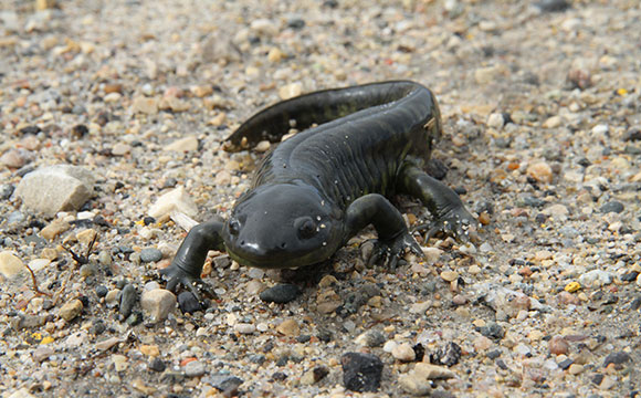 Western Tiger Salamander