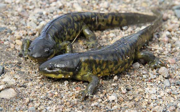 Western Tiger Salamander