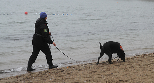Hilo and his handler, Cindy Sawchuk, check the main beach in Wasagaming for zebra mussels 