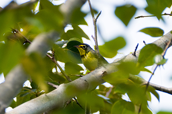 Canada-Warbler-by-Lynnea-Parker