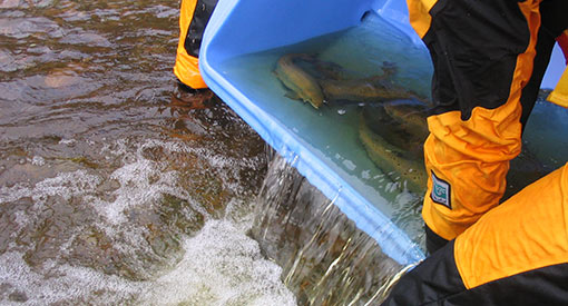 A bucket full of adult salmon being dropped in the river