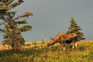 Moose: the largest living deer