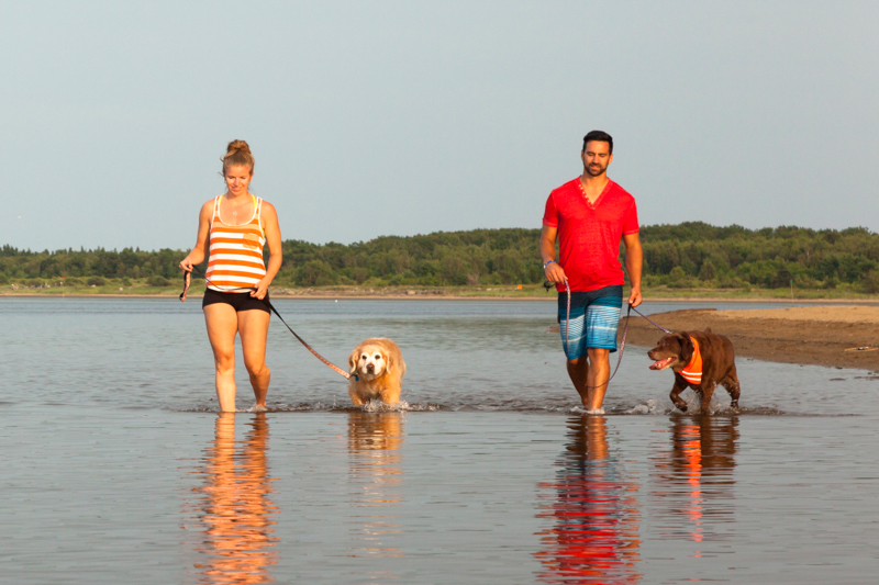 A couple walk their dogs in the shallow water of Callanders Beach.