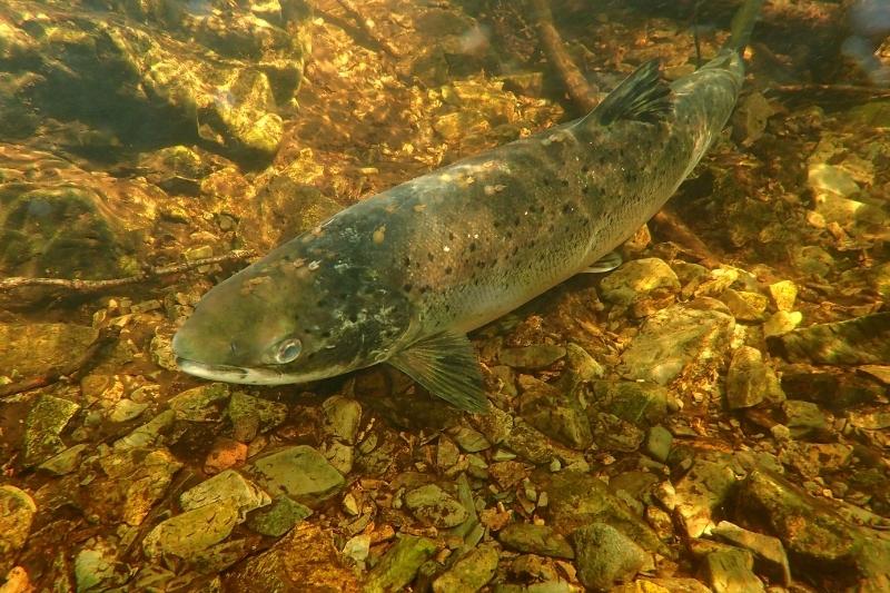 A wild salmon swims in the river