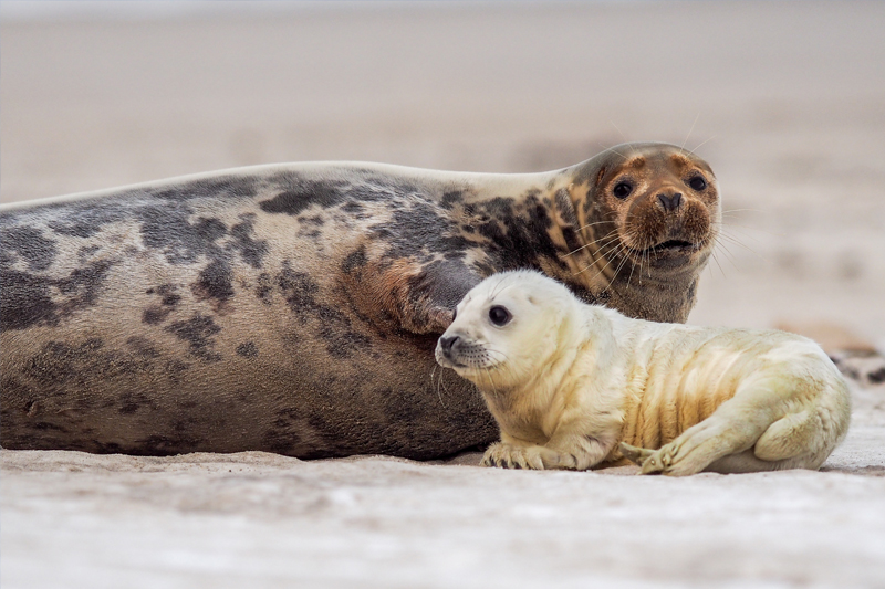 An adult grey seal with its pup on the sand