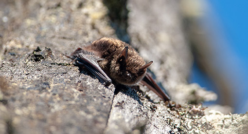 A bat on a rock