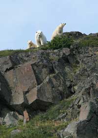 Polar bear and young