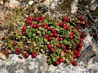 Mountain Cranberry (Redberry)