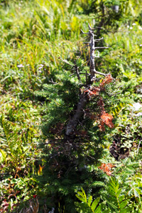 A balsam fir, severely browsed by moose