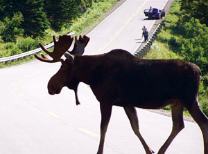 Moose crossing the Cabot Trail