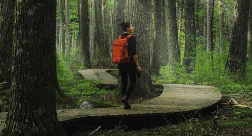 Person hiking through a hemlock forest alone. 