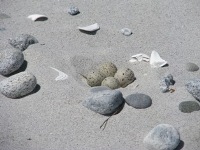 Piping Plover nest with eggs