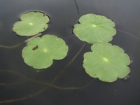 Water-pennywort floating on top of the water like a lily pad