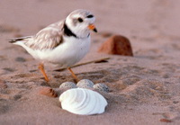 Piping Plover - Kejimkujik Seaside