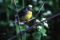 Canada warbler