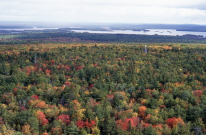 aerial view of trees and lake