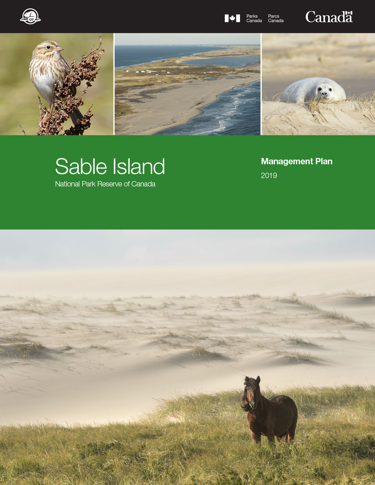 Five images: A small bird. A narrow beach. A white seal. A wild horse. A green rectangle with white text that reads Sable Island National Park Reserve of Canada Management Plan 2019.