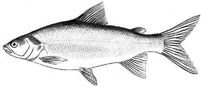 Lake Whitefish