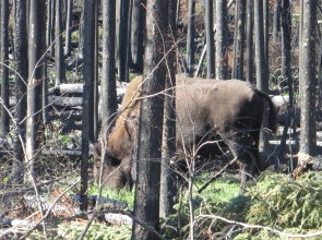 Bison in post fire new growth