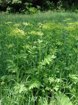 A growth of wild parsnip, a green plan with yellow flower