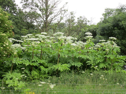 Large green plants with white flowers