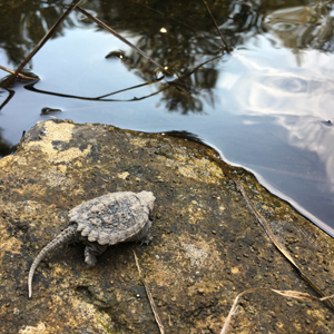 a baby snapping turtle next to the shoreline