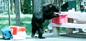 A black bear eating food that was left out at a campsite