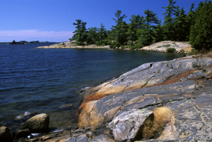 Windswept pines on the rockyCanadian Shield shoreline