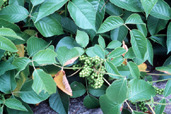 Poison Ivy with berries