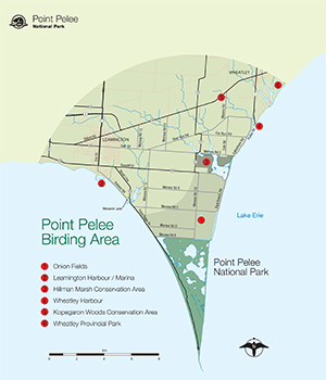 This downloadable map shows the best places to see birds outside of Point Pelee National Park.