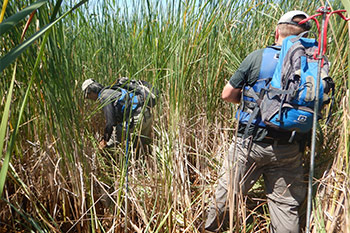 Two staff members conduct surveys in tall, dense cattails. While one team member inspects the vegetation on the cattail mat, the other records the data. 